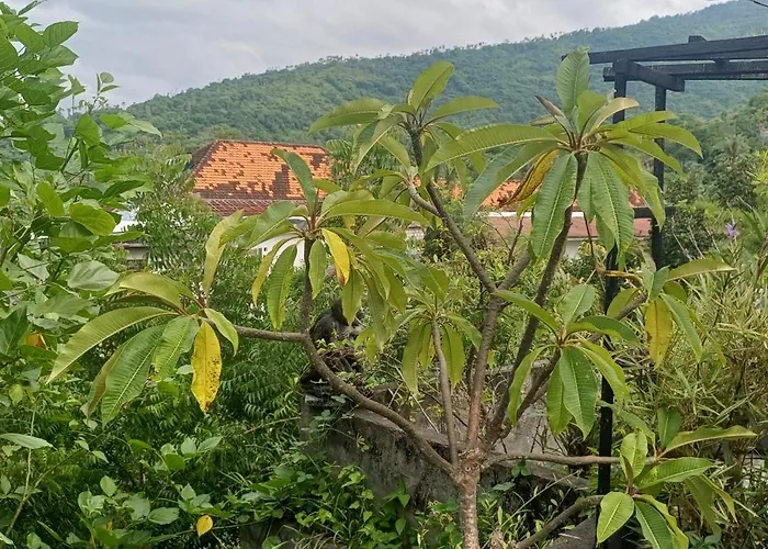 Sari Amed